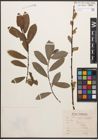 Foto von Salix caprea L. x Salix purpurea L.